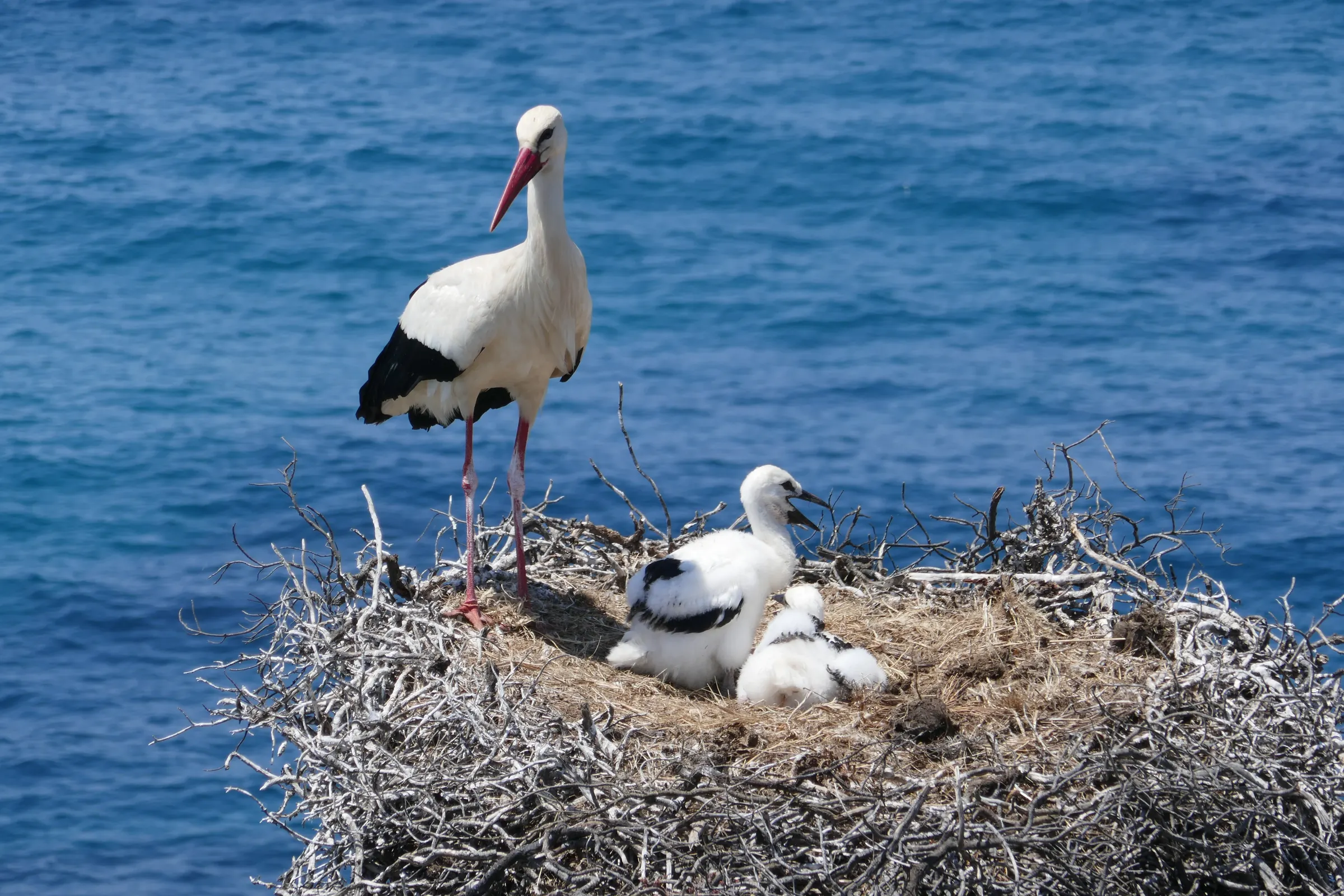 West Algarve Nature